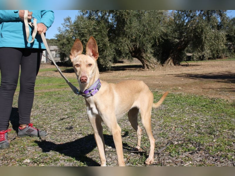 ZOE-liebevolles, lernfreudiges,intelligentes,entspanntes Mädchen sucht liebevolles Für-immer-Zuhause