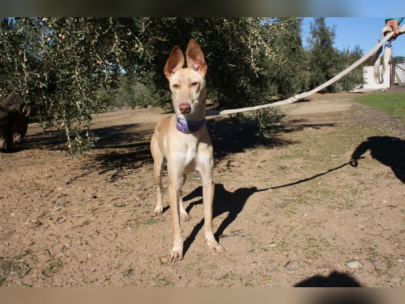 ZOE-liebevolles, lernfreudiges,intelligentes,entspanntes Mädchen sucht liebevolles Für-immer-Zuhause