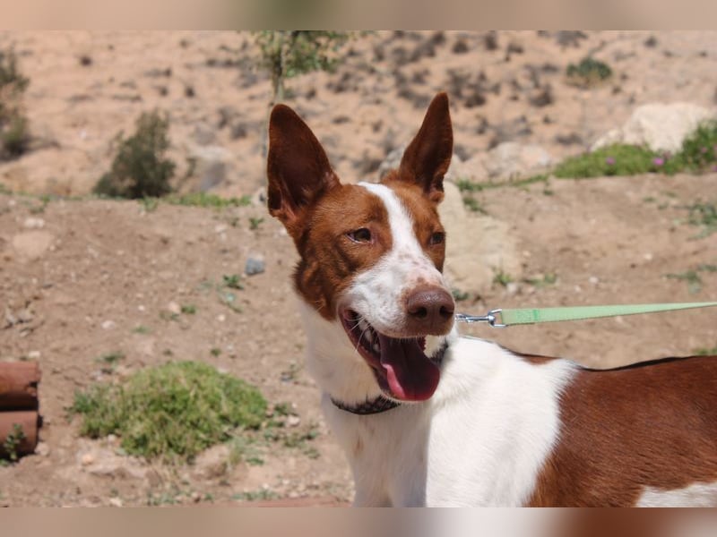 LOLO -fröhllich, aktiv, verspielt, unglaublich freundllich sucht ein Für-immer-Zuhause"