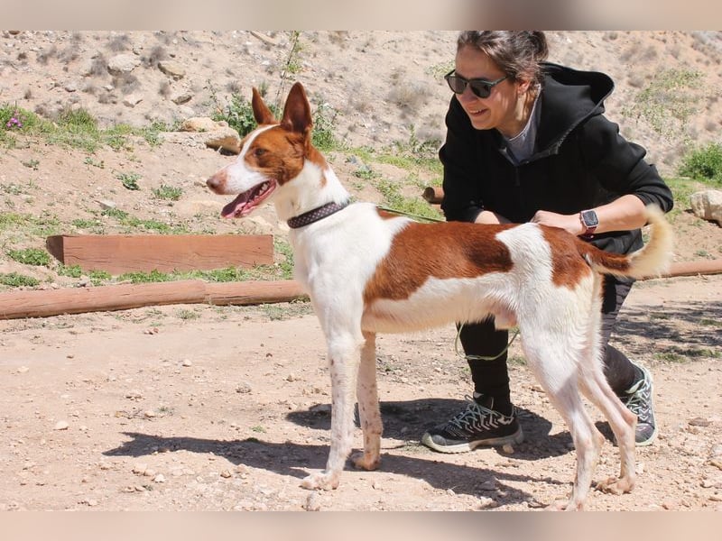 LOLO -fröhllich, aktiv, verspielt, unglaublich freundllich sucht ein Für-immer-Zuhause"