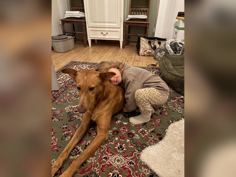 MARIO-	wartet auf Pflegestelle in 47574 Goch auf Dich!