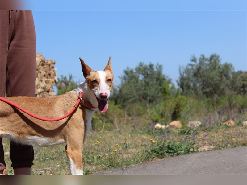 Vega – aufgeschlossener Sonnenschein