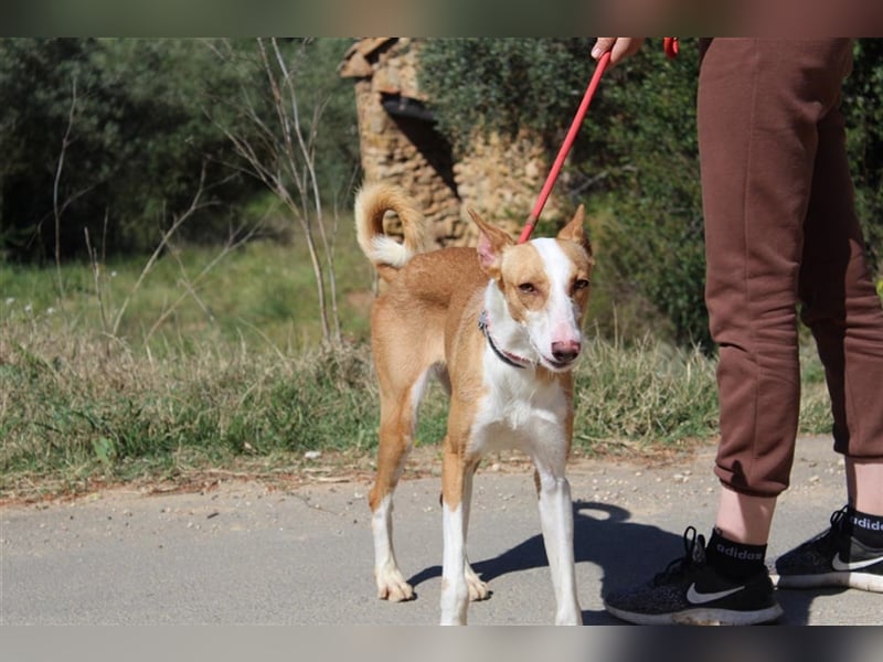 Vega – aufgeschlossener Sonnenschein