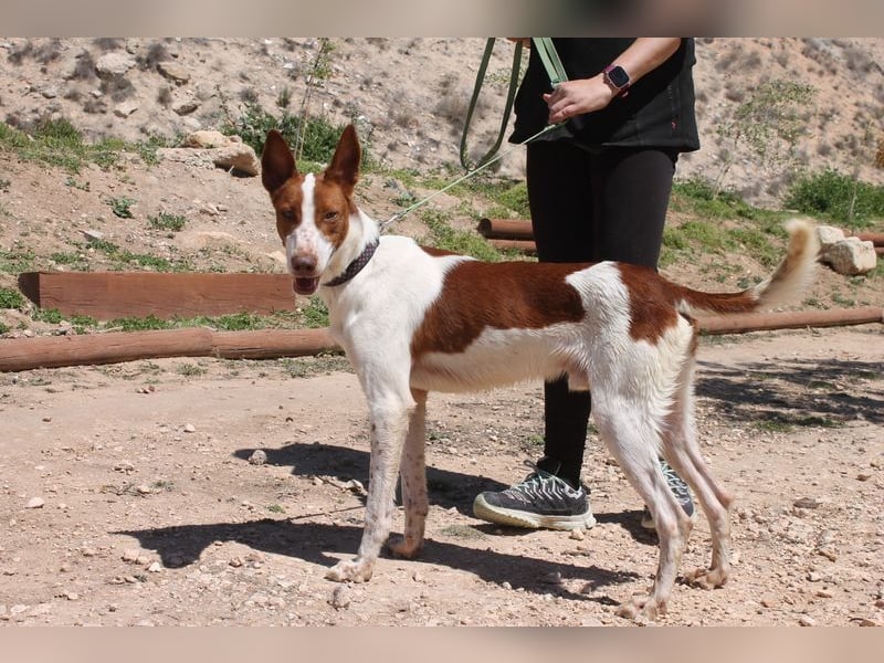 LOLO -fröhllich, aktiv, verspielt, unglaublich freundllich sucht ein Für-immer-Zuhause"