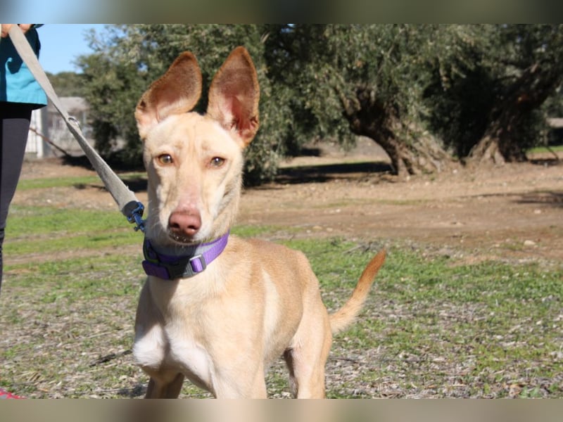 ZOE-liebevolles, lernfreudiges,intelligentes,entspanntes Mädchen sucht liebevolles Für-immer-Zuhause