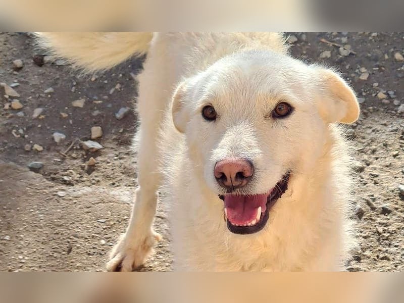 AYLA-sanft, feinfühlig, ruhig, ausgeglichen, wartet sehnsüchtig auf ein liebevolles Zuhause