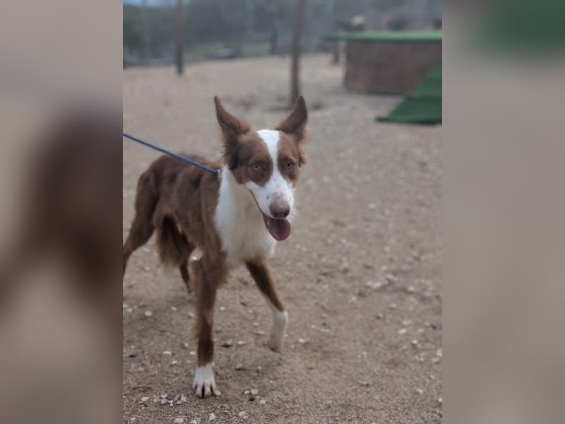 KIKO-zurückhaltend, vorsichtig auf der Suche nach seiner liebevollen Familie