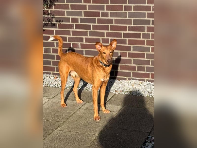 MARIO-	wartet auf Pflegestelle in 47574 Goch auf Dich!