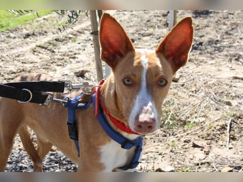 MILKI-sanftmütig, ruhig, gelassen, aufmerksam, neugierig, Menschen zugewandt sucht Für-immer-Zuhause