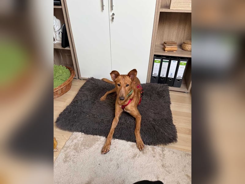 MARIO-	wartet auf Pflegestelle in 47574 Goch auf Dich!