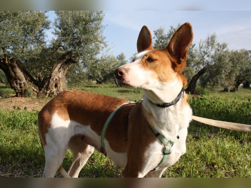 Sanfte CAROLINA mit unschuldigem edlen Wesen, noch schüchtern sucht liebevolle "Für-immer-Familie"