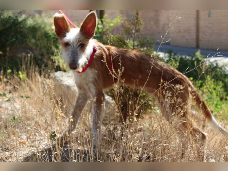 PELUSO-kleiner Wirbelwind mit großem Herzen sucht sein Für-immer-Zuhause