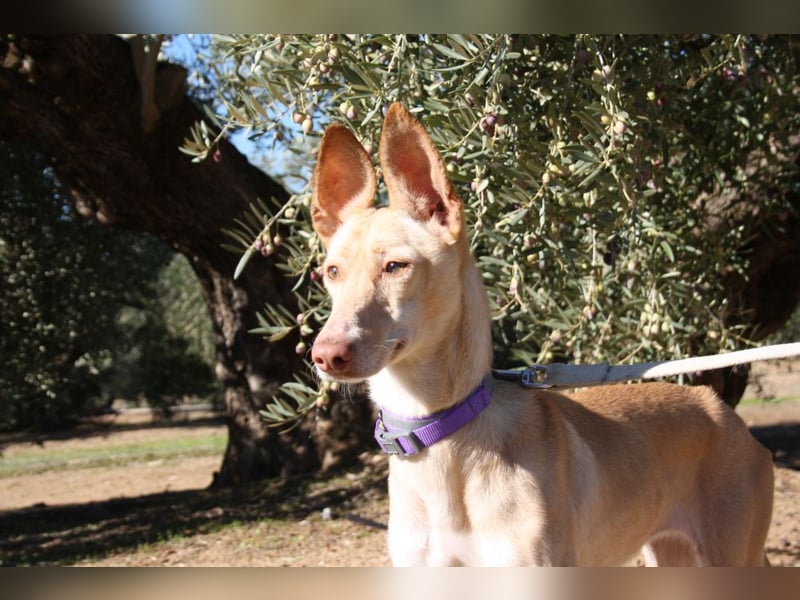 ZOE-liebevolles, lernfreudiges,intelligentes,entspanntes Mädchen sucht liebevolles Für-immer-Zuhause