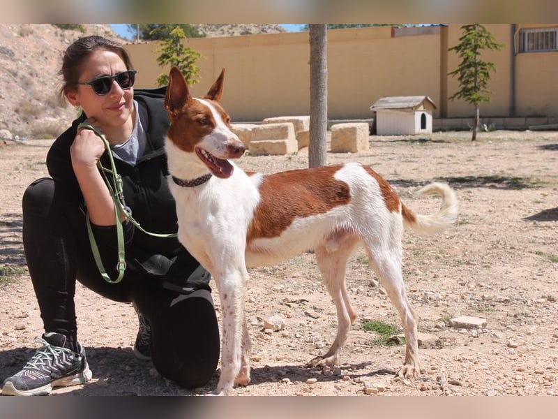 LOLO -fröhllich, aktiv, verspielt, unglaublich freundllich sucht ein Für-immer-Zuhause"