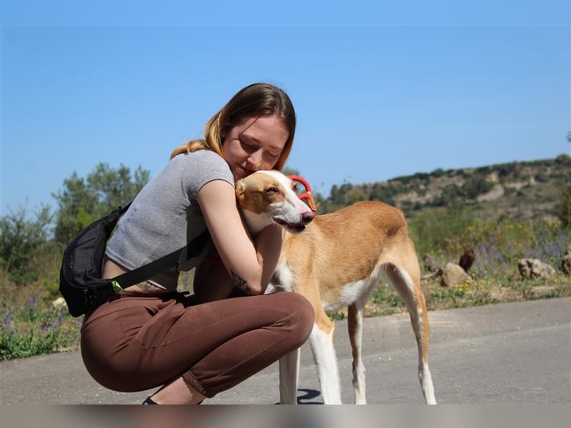 Vega – aufgeschlossener Sonnenschein