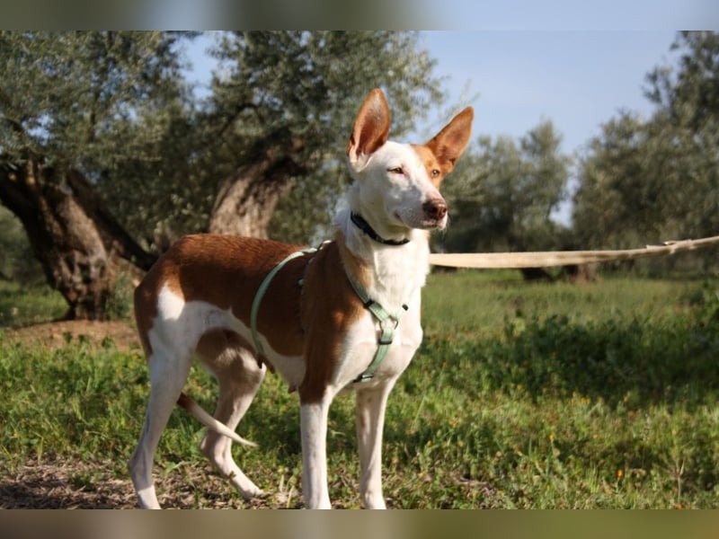 Sanfte CAROLINA mit unschuldigem edlen Wesen, noch schüchtern sucht liebevolle "Für-immer-Familie"