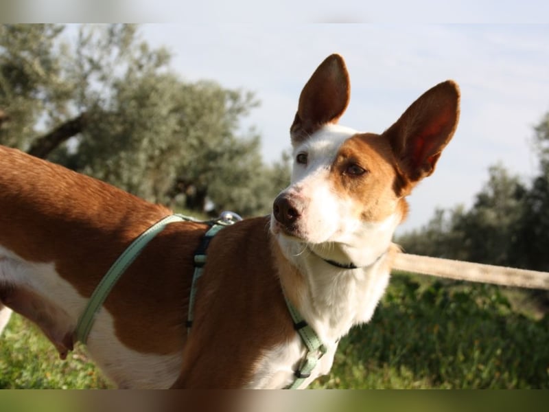 Sanfte CAROLINA mit unschuldigem edlen Wesen, noch schüchtern sucht liebevolle "Für-immer-Familie"