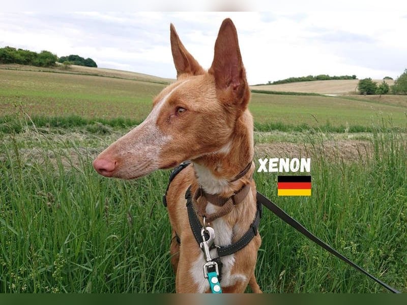 XENON-fröhlicher, freundlicher, aktiver, sozial Bub ist bereit für seine Für-immer-Familie