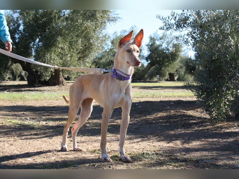 ZOE-liebevolles, lernfreudiges,intelligentes,entspanntes Mädchen sucht liebevolles Für-immer-Zuhause