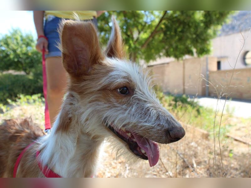 PELUSO-kleiner Wirbelwind mit großem Herzen sucht sein Für-immer-Zuhause