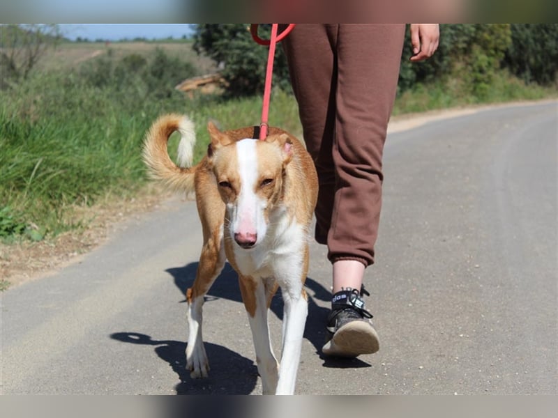 Vega – aufgeschlossener Sonnenschein