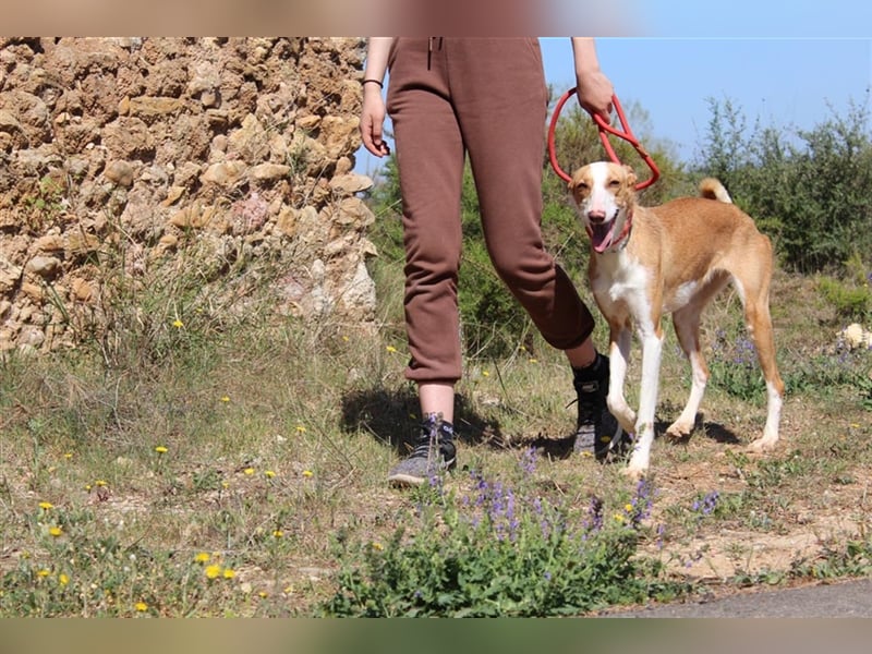 Vega – aufgeschlossener Sonnenschein