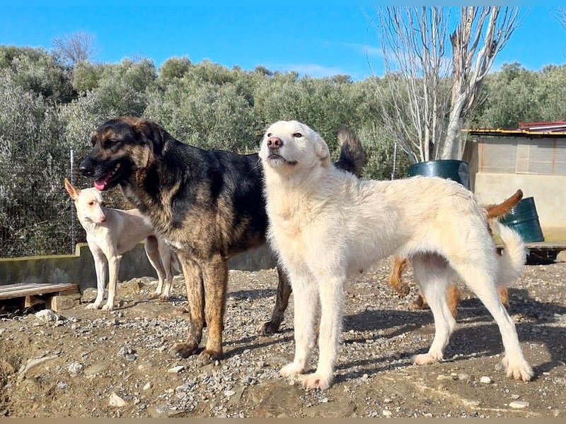 AYLA-sanft, feinfühlig, ruhig, ausgeglichen, wartet sehnsüchtig auf ein liebevolles Zuhause