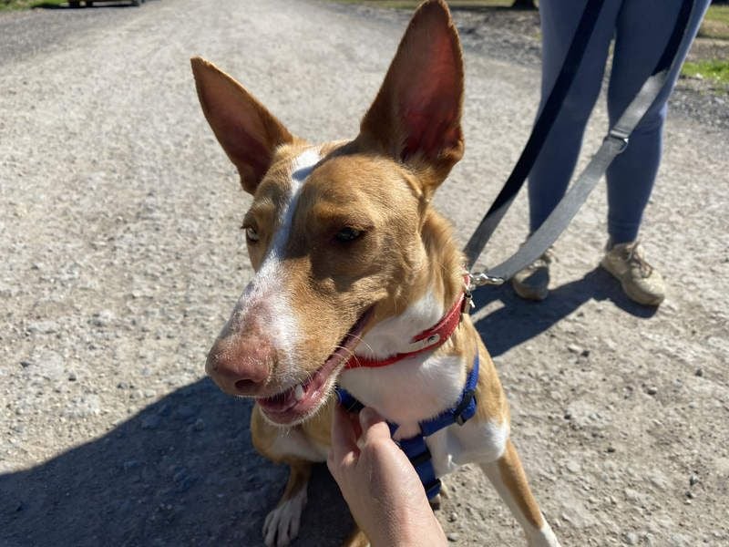 MILKI-sanftmütig, ruhig, gelassen, aufmerksam, neugierig, Menschen zugewandt sucht Für-immer-Zuhause