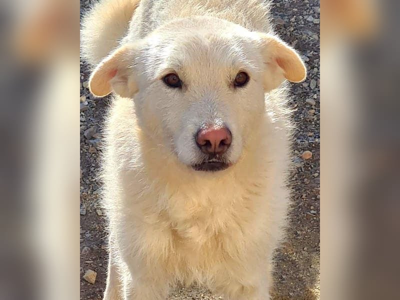 AYLA-sanft, feinfühlig, ruhig, ausgeglichen, wartet sehnsüchtig auf ein liebevolles Zuhause