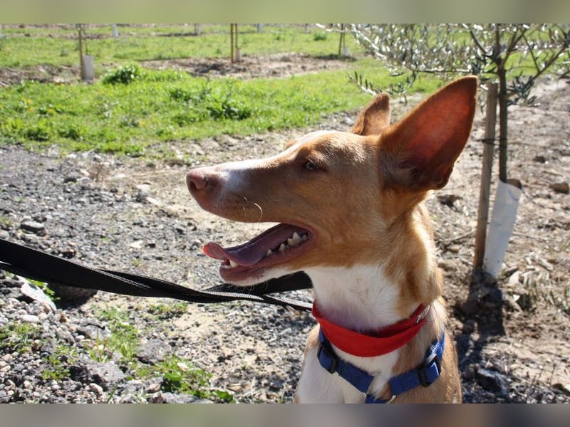 MILKI-sanftmütig, ruhig, gelassen, aufmerksam, neugierig, Menschen zugewandt sucht Für-immer-Zuhause