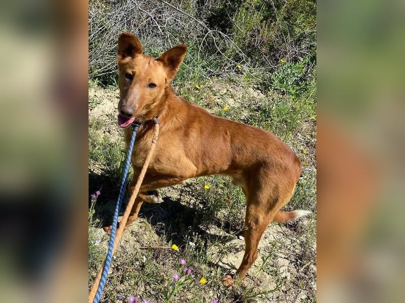 MARIO-	wartet auf Pflegestelle in 47574 Goch auf Dich!