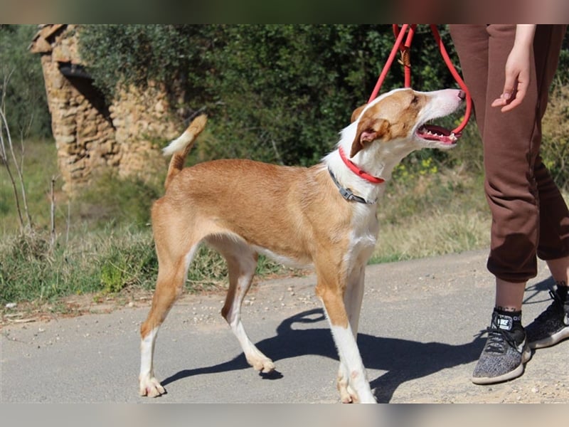 Vega – aufgeschlossener Sonnenschein