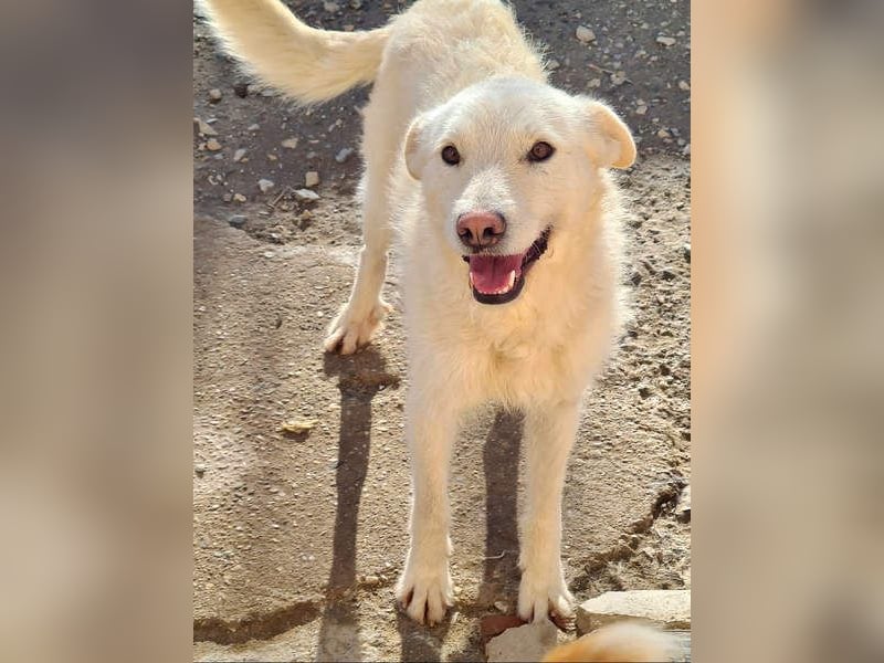 AYLA-sanft, feinfühlig, ruhig, ausgeglichen, wartet sehnsüchtig auf ein liebevolles Zuhause