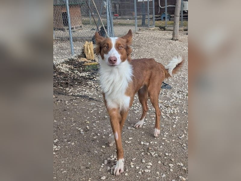 KIKO-zurückhaltend, vorsichtig auf der Suche nach seiner liebevollen Familie