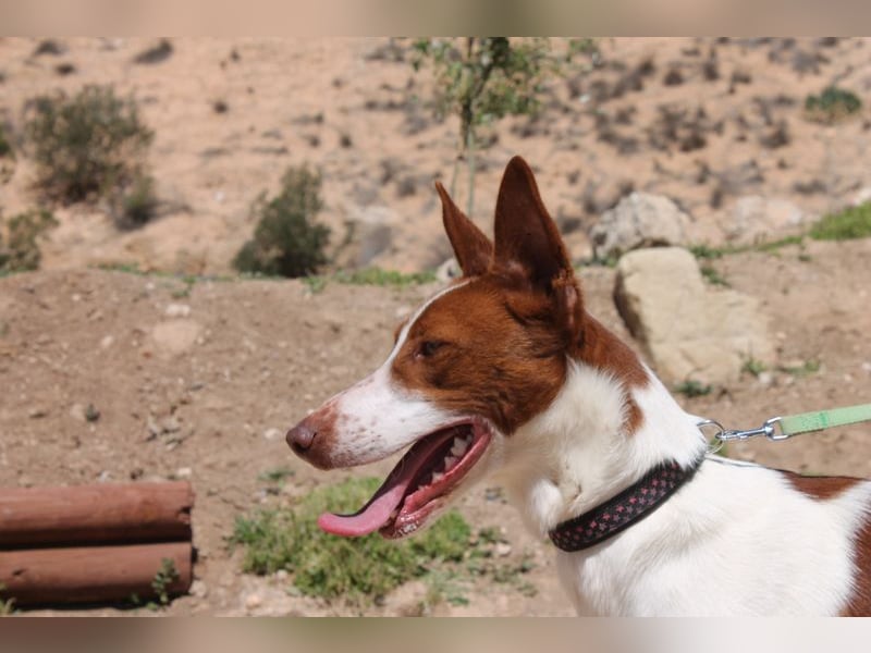 LOLO -fröhllich, aktiv, verspielt, unglaublich freundllich sucht ein Für-immer-Zuhause"