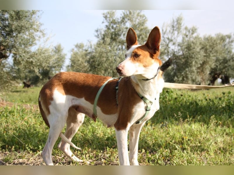 Sanfte CAROLINA mit unschuldigem edlen Wesen, noch schüchtern sucht liebevolle "Für-immer-Familie"