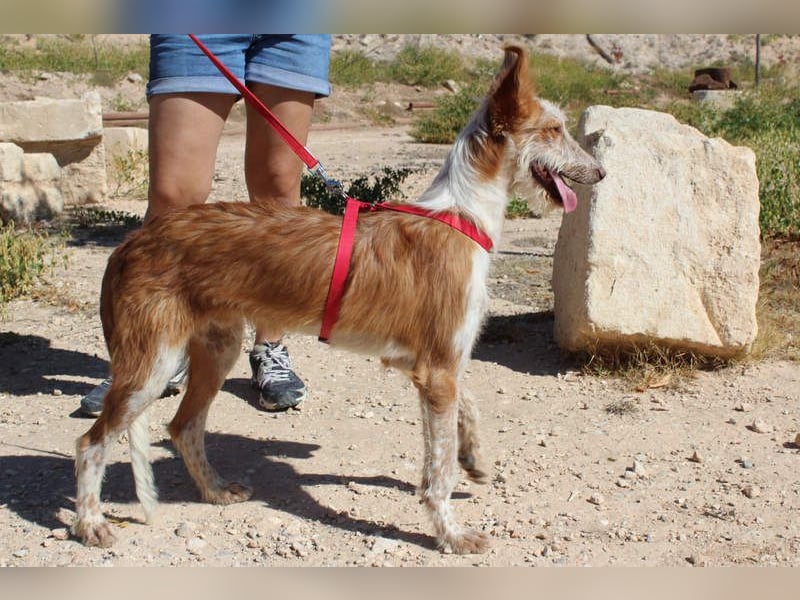 PELUSO-kleiner Wirbelwind mit großem Herzen sucht sein Für-immer-Zuhause