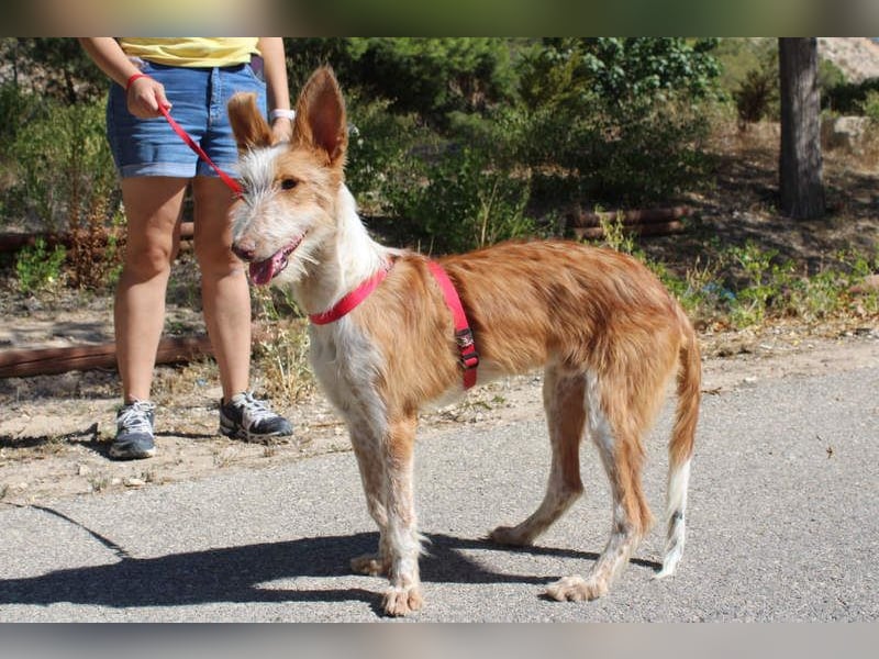 PELUSO-kleiner Wirbelwind mit großem Herzen sucht sein Für-immer-Zuhause