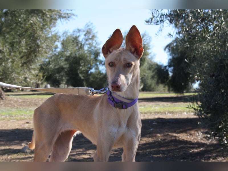 ZOE-liebevolles, lernfreudiges,intelligentes,entspanntes Mädchen sucht liebevolles Für-immer-Zuhause