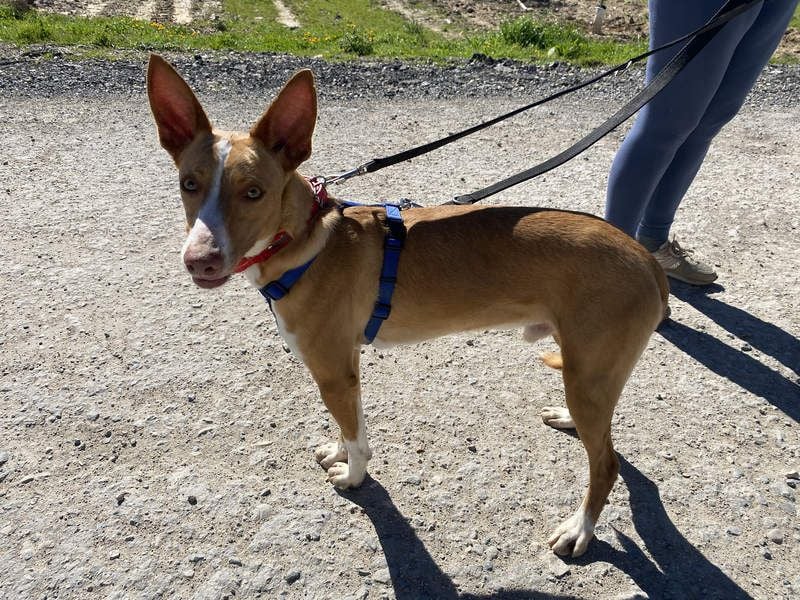 MILKI-sanftmütig, ruhig, gelassen, aufmerksam, neugierig, Menschen zugewandt sucht Für-immer-Zuhause