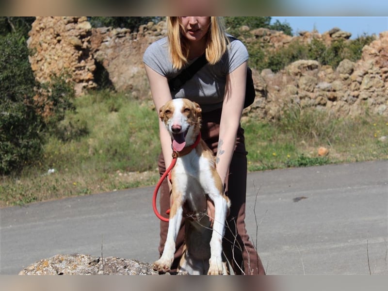 Vega – aufgeschlossener Sonnenschein