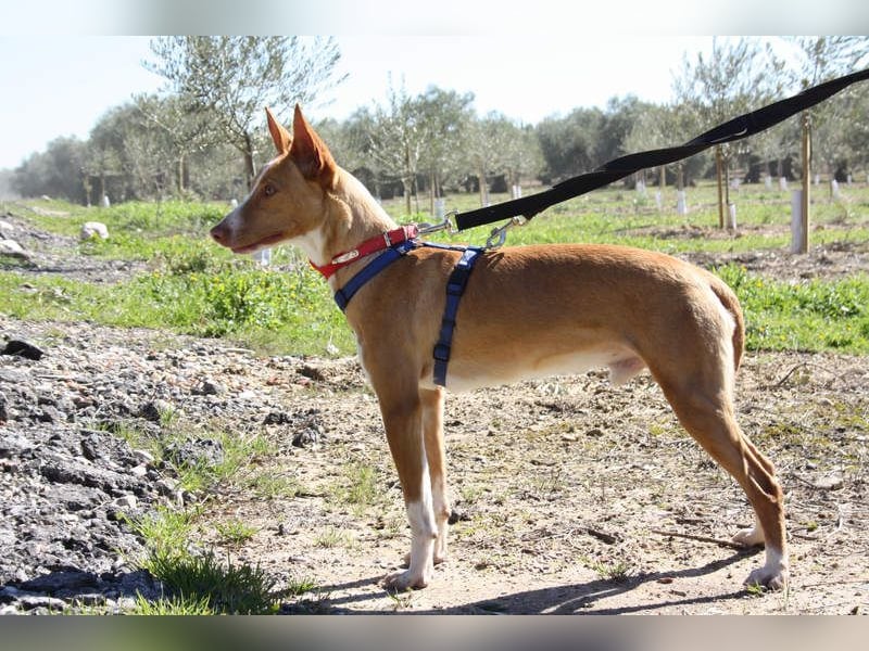 MILKI-sanftmütig, ruhig, gelassen, aufmerksam, neugierig, Menschen zugewandt sucht Für-immer-Zuhause