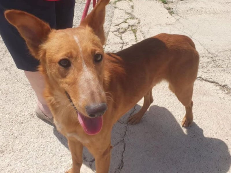 MARIO-	wartet auf Pflegestelle in 47574 Goch auf Dich!