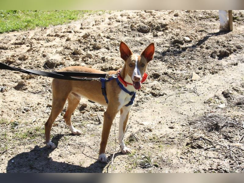 MILKI-sanftmütig, ruhig, gelassen, aufmerksam, neugierig, Menschen zugewandt sucht Für-immer-Zuhause