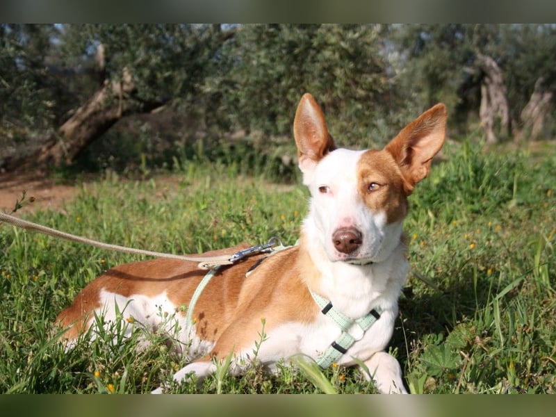 Sanfte CAROLINA mit unschuldigem edlen Wesen, noch schüchtern sucht liebevolle "Für-immer-Familie"