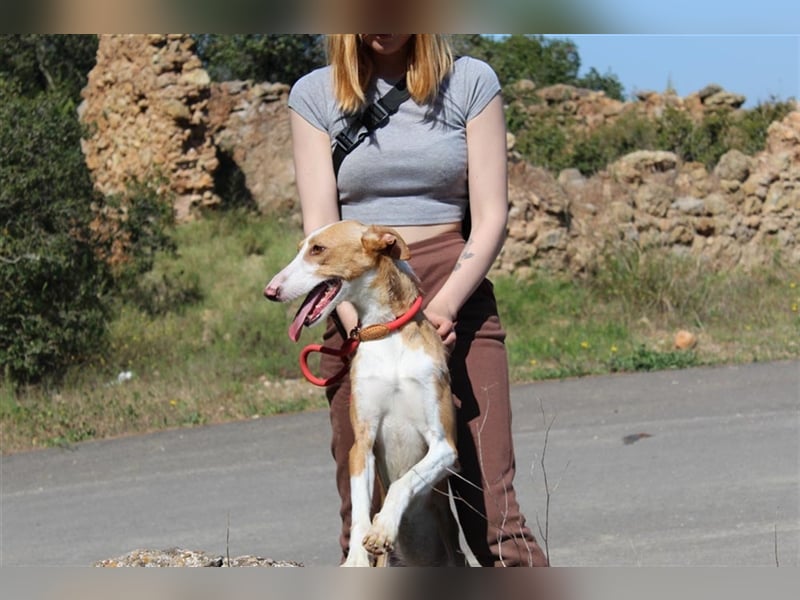 Vega – aufgeschlossener Sonnenschein