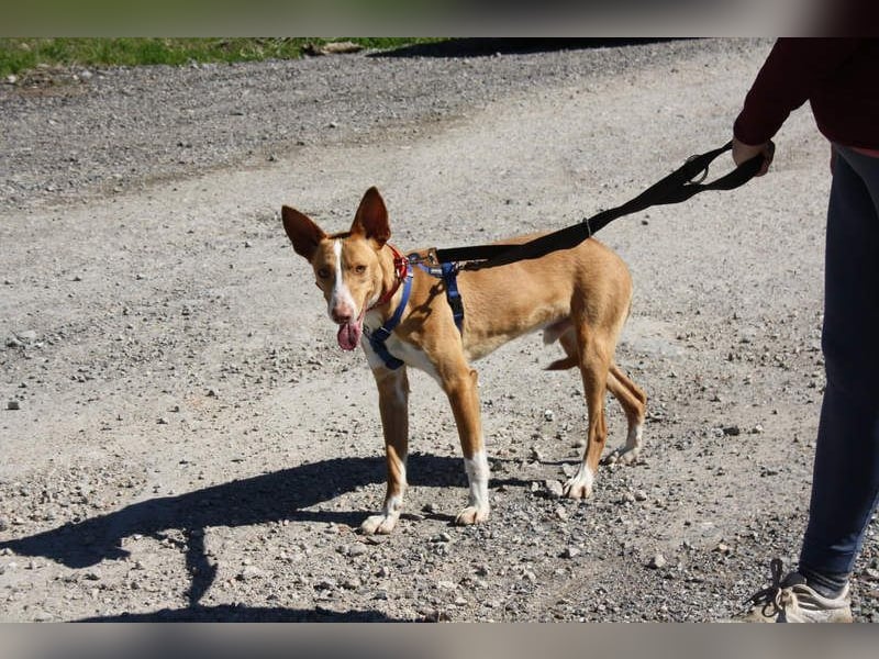 MILKI-sanftmütig, ruhig, gelassen, aufmerksam, neugierig, Menschen zugewandt sucht Für-immer-Zuhause