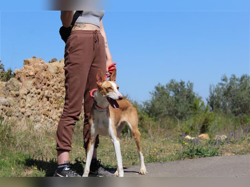 Vega – aufgeschlossener Sonnenschein