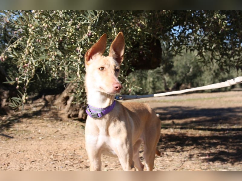 ZOE-liebevolles, lernfreudiges,intelligentes,entspanntes Mädchen sucht liebevolles Für-immer-Zuhause