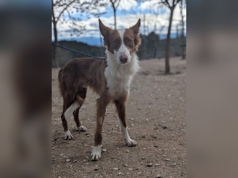 KIKO-zurückhaltend, vorsichtig auf der Suche nach seiner liebevollen Familie